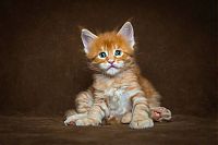 TopRq.com search results: maine coon cat