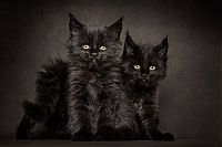 TopRq.com search results: maine coon cat