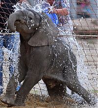 baby elephant fighting a summer heat