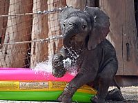 baby elephant fighting a summer heat