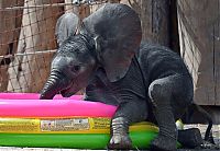 baby elephant fighting a summer heat