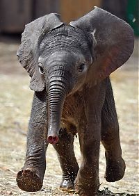 baby elephant fighting a summer heat