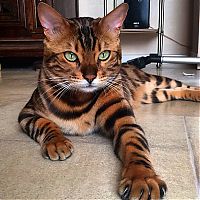 TopRq.com search results: bengal cat