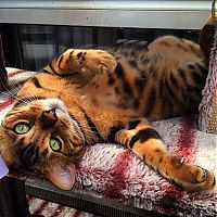 Fauna & Flora: bengal cat