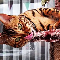 TopRq.com search results: bengal cat