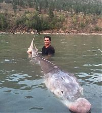 shovelnose sturgeon fish