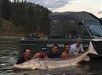 shovelnose sturgeon fish