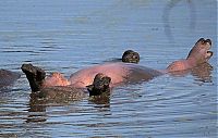 hippopotamus relaxing in the water