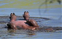 Fauna & Flora: hippopotamus relaxing in the water