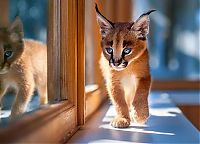 young baby caracal kittens