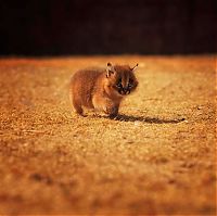 Fauna & Flora: young baby caracal kittens