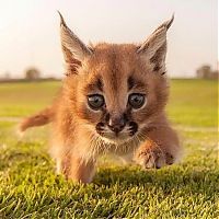 Fauna & Flora: young baby caracal kittens