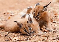 Fauna & Flora: young baby caracal kittens