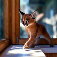 young baby caracal kittens