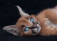 young baby caracal kittens