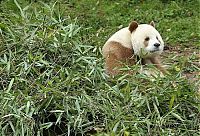 Brown panda, Qingling Mountains, Shaanxi Province, China