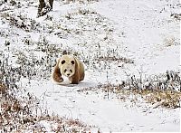 Fauna & Flora: Brown panda, Qingling Mountains, Shaanxi Province, China