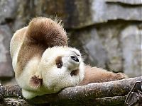 Fauna & Flora: Brown panda, Qingling Mountains, Shaanxi Province, China