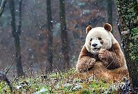 Fauna & Flora: Brown panda, Qingling Mountains, Shaanxi Province, China