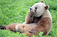 Fauna & Flora: Brown panda, Qingling Mountains, Shaanxi Province, China