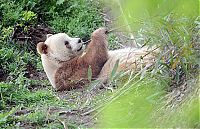 Fauna & Flora: Brown panda, Qingling Mountains, Shaanxi Province, China