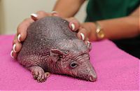 TopRq.com search results: hedgehog without needles