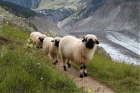 Fauna & Flora: Valais Blacknose sheep