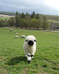 Fauna & Flora: Valais Blacknose sheep