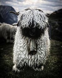 Valais Blacknose sheep