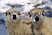 Valais Blacknose sheep