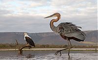 Fauna & Flora: eagle against a heron