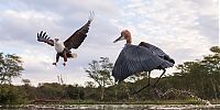 Fauna & Flora: eagle against a heron