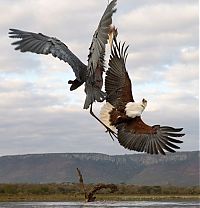 eagle against a heron