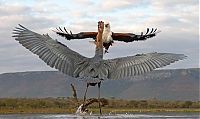 Fauna & Flora: eagle against a heron