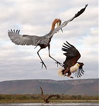TopRq.com search results: eagle against a heron