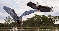 eagle against a heron