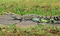 Fauna & Flora: frog and crocodile friends