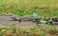 frog and crocodile friends