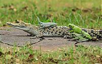 Fauna & Flora: frog and crocodile friends