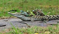 Fauna & Flora: frog and crocodile friends