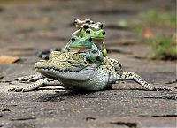 frog and crocodile friends