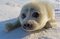 Baby seal, Lake Baikal, Siberia, Russia