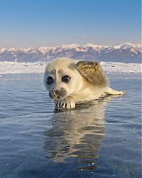 Fauna & Flora: Baby seal, Lake Baikal, Siberia, Russia