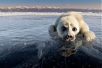 Fauna & Flora: Baby seal, Lake Baikal, Siberia, Russia