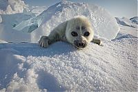 Baby seal, Lake Baikal, Siberia, Russia