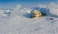 Baby seal, Lake Baikal, Siberia, Russia