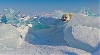 Fauna & Flora: Baby seal, Lake Baikal, Siberia, Russia
