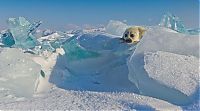 Baby seal, Lake Baikal, Siberia, Russia