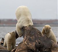 Fauna & Flora: Polar bears eating a dead whale, Alaska, United States