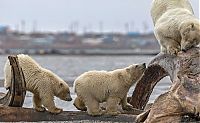 Polar bears eating a dead whale, Alaska, United States